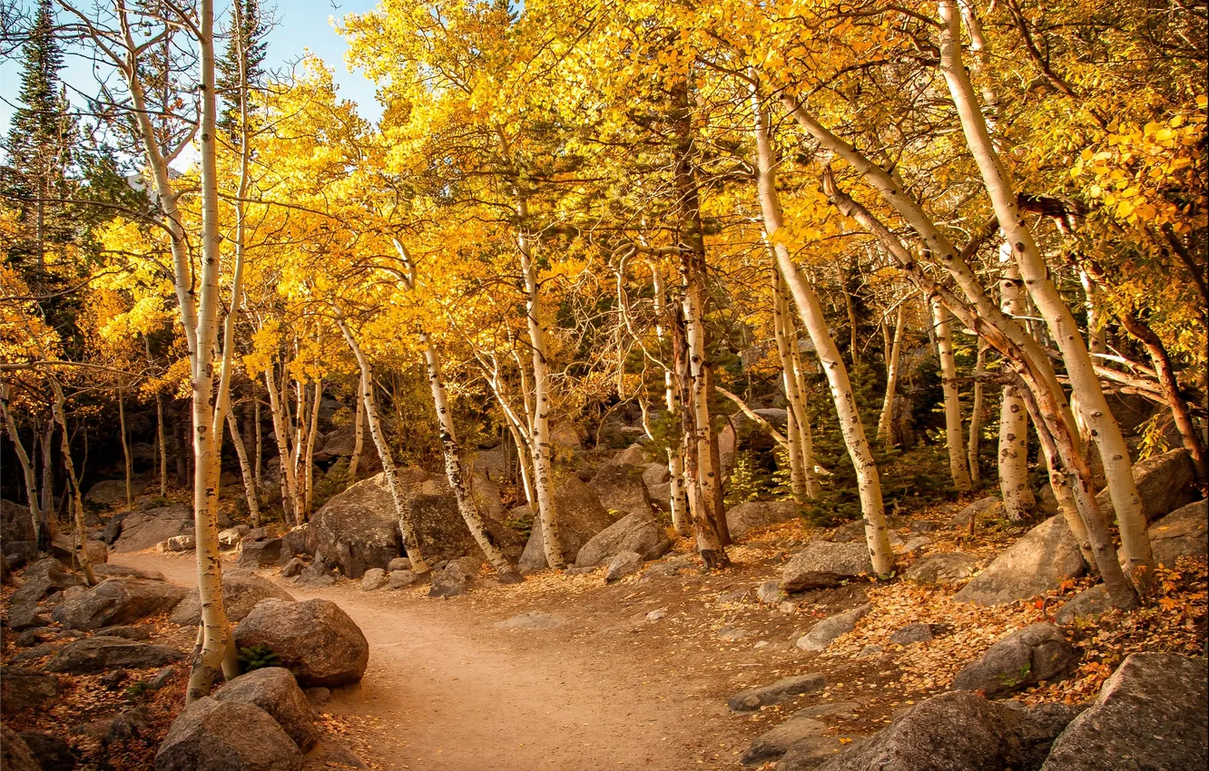 Фото обои осень, лес, деревья, камни, тропа