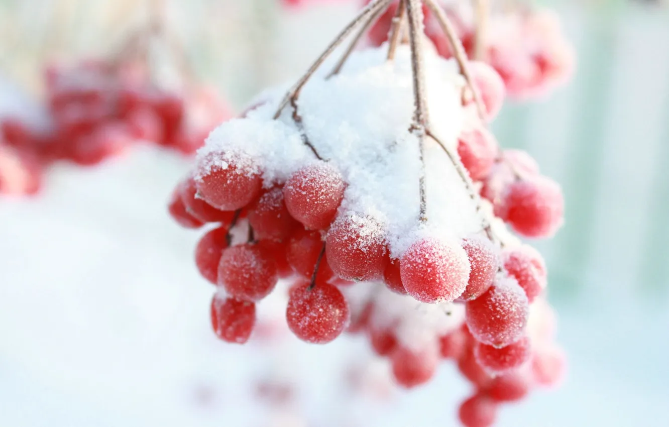 Фото обои зима, снег, природа, рябина