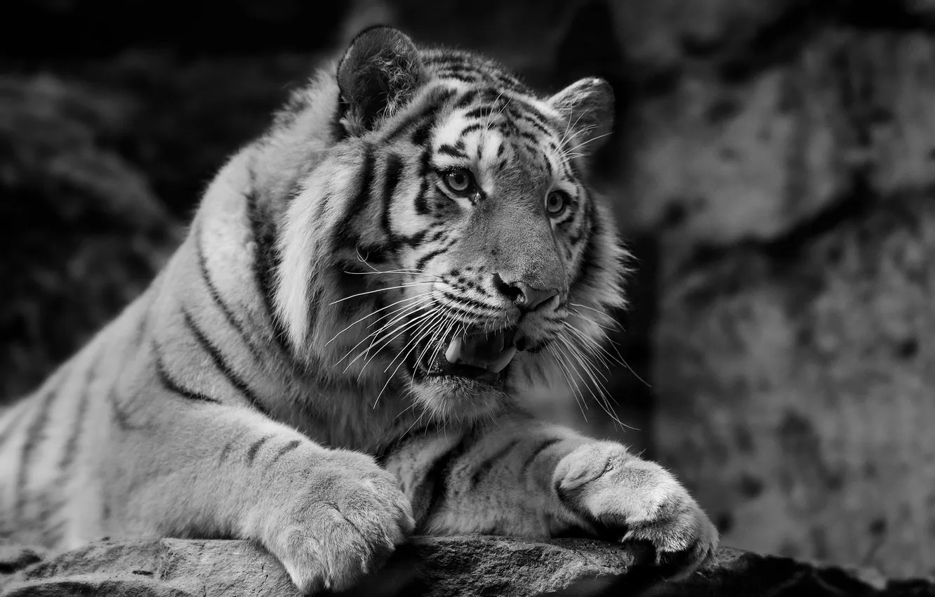 Фото обои морда, тигр, хищник, дикая кошка