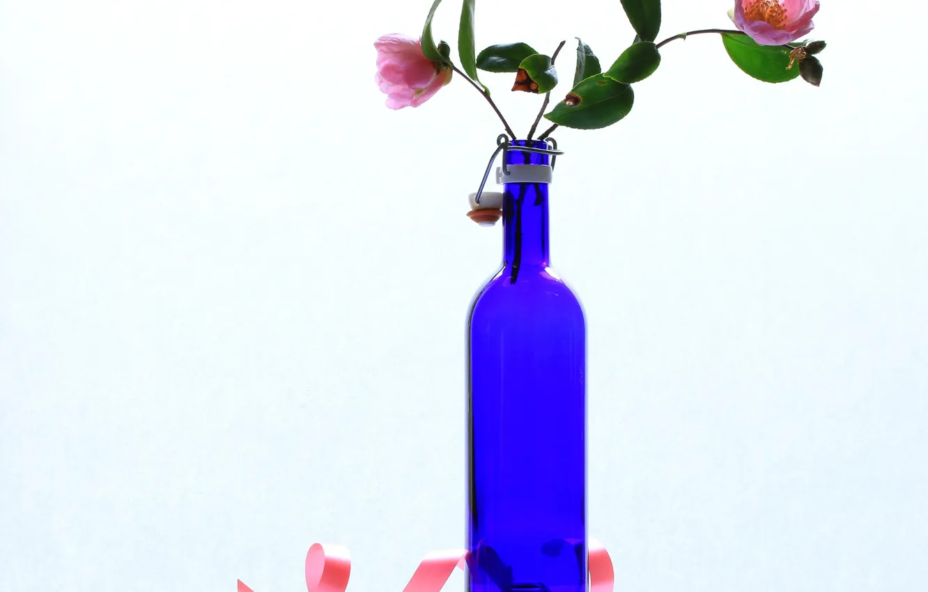 Фото обои цветы, бутылка, натюрморт, камелия
