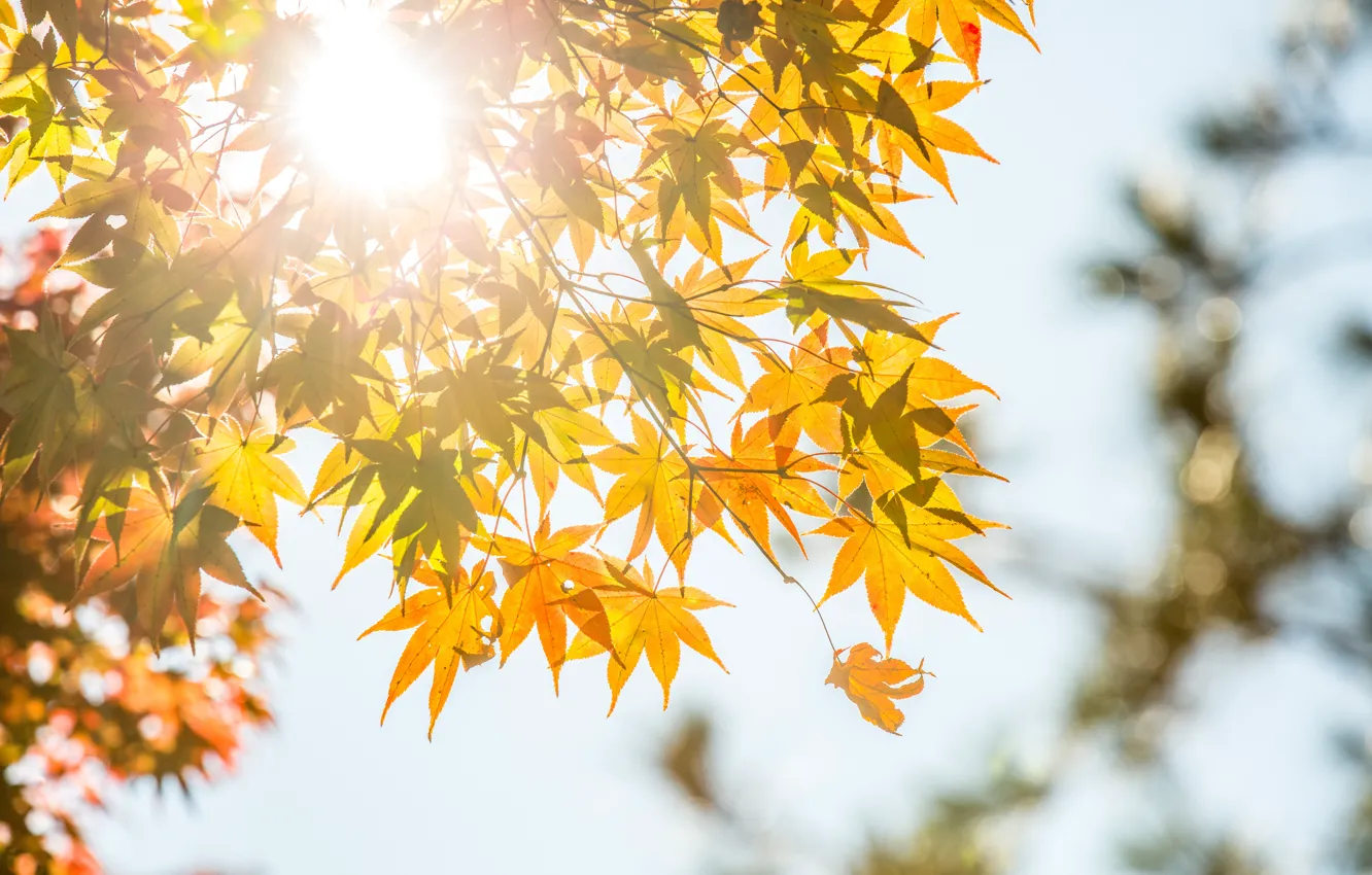 Фото обои осень, листья, дерево, желтые, colorful, клен, yellow, autumn