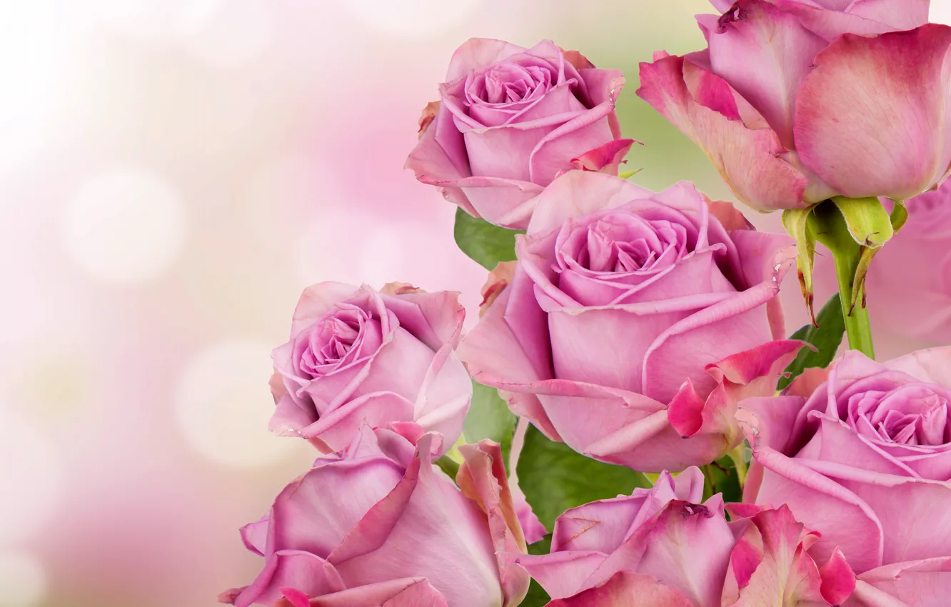 Фото обои розы, pink, blossom, flowers, beautiful, roses