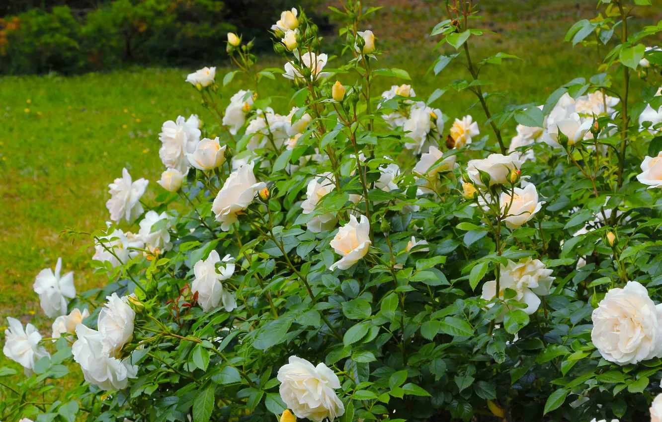 Фото обои flower, roses, blooming
