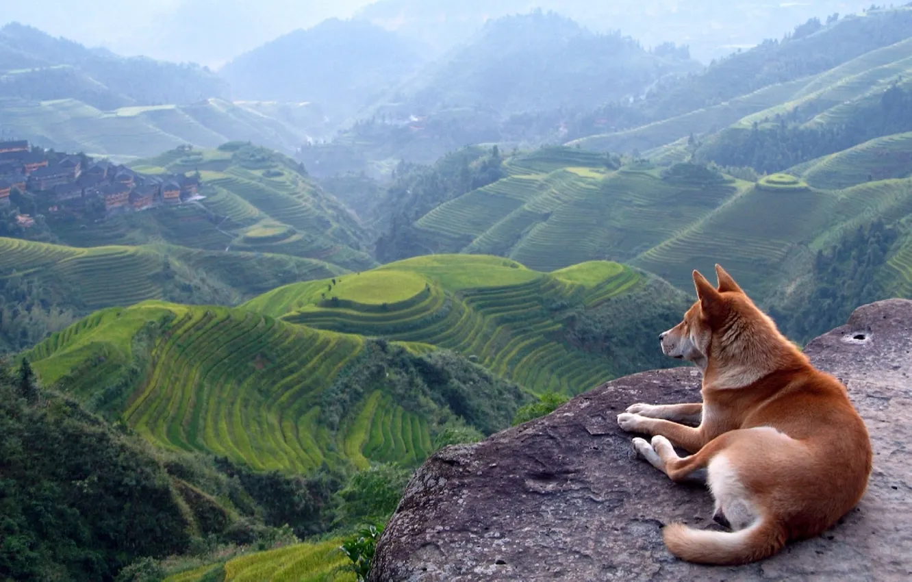 Фото обои пейзаж, горы, вид, собака