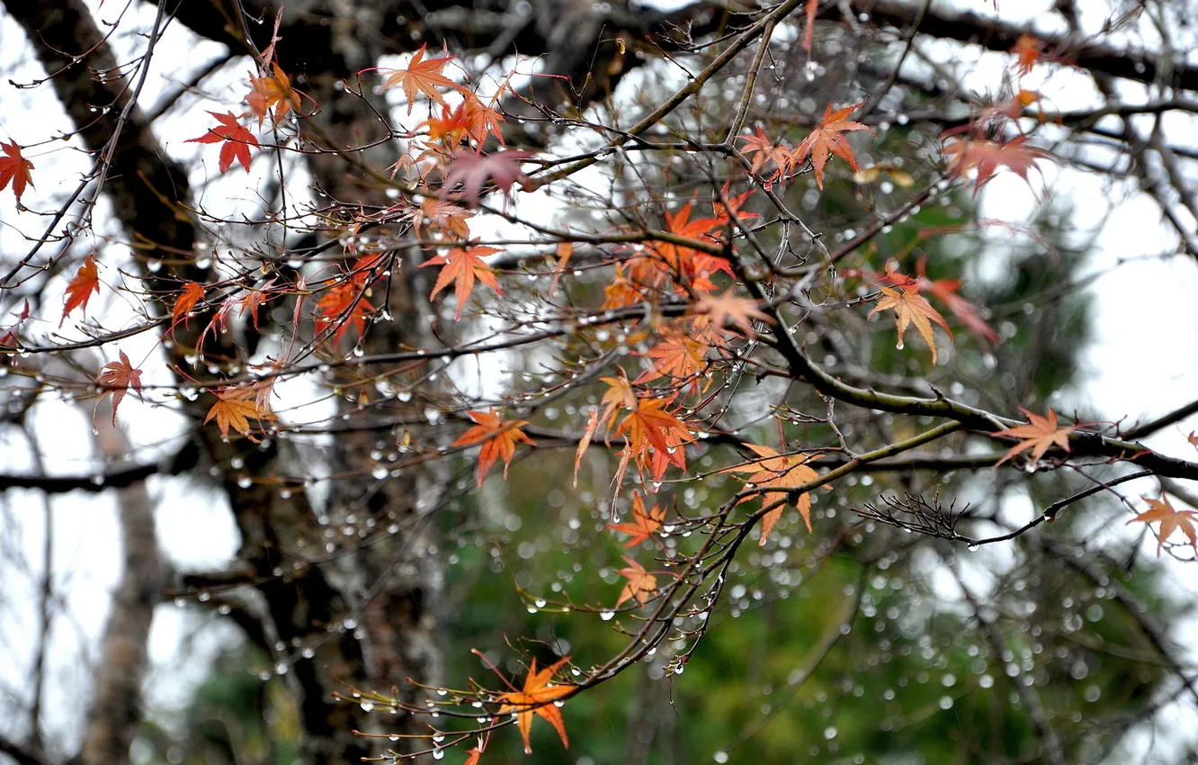 Фото обои осень, листья, капли, дерево