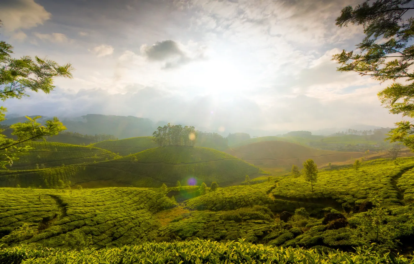 Фото обои зелень, свет, холмы, индия, The Hills of Munnar