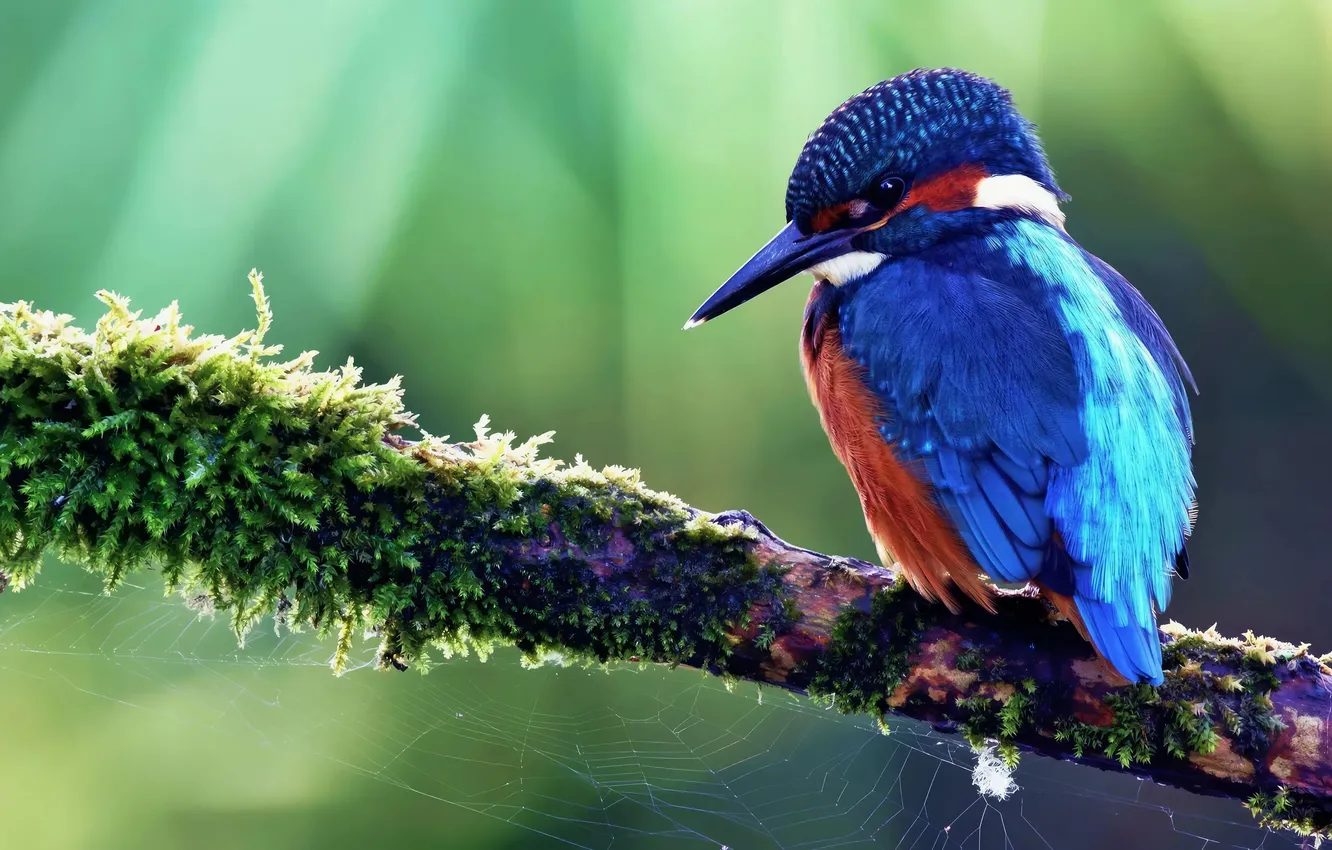 Фото обои bird, branch, kingfisher