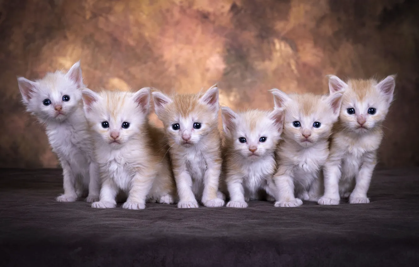 Kittens Found Wandering the Streets Together, Never Leave Each Other After They 