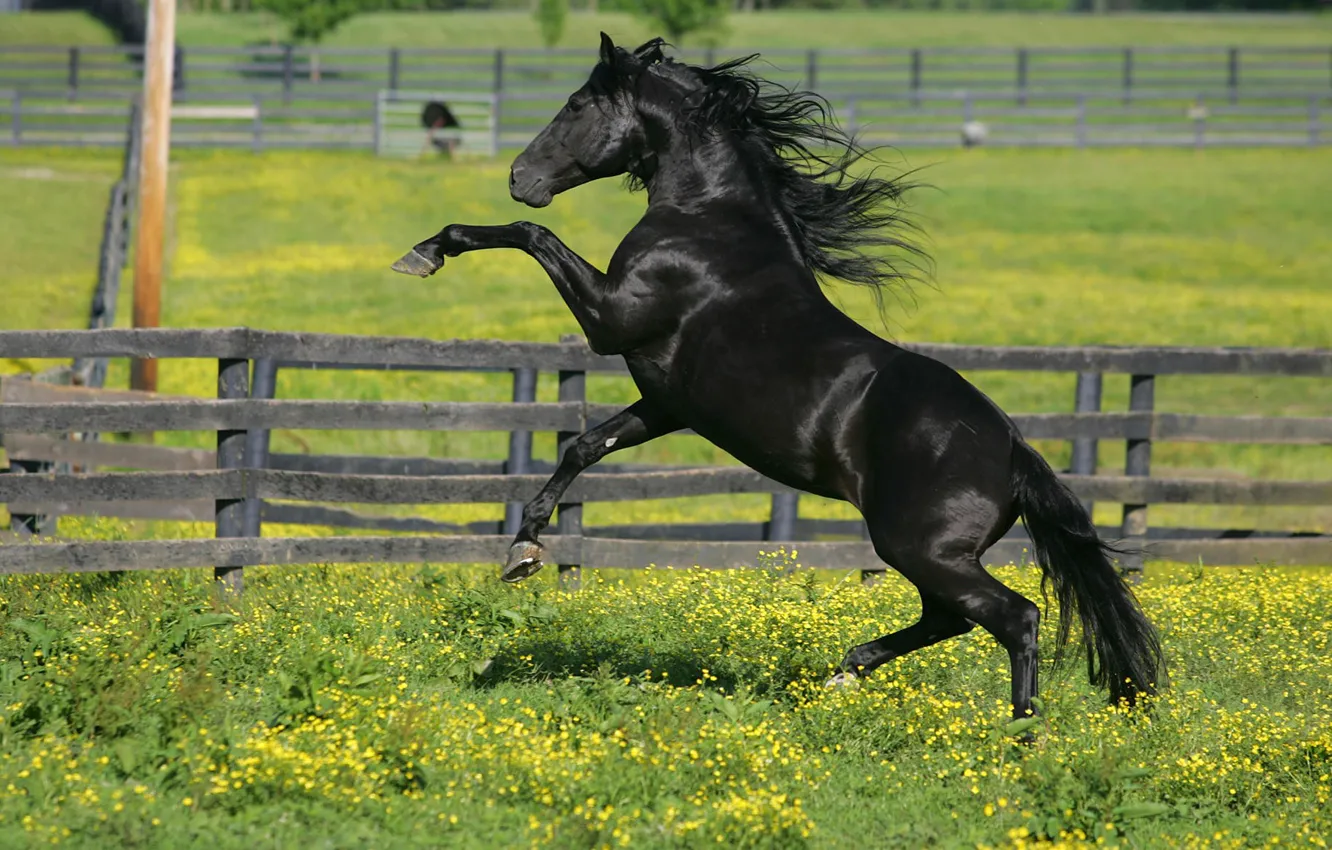 Фото обои трава, цветы, конь, лошадь, загон