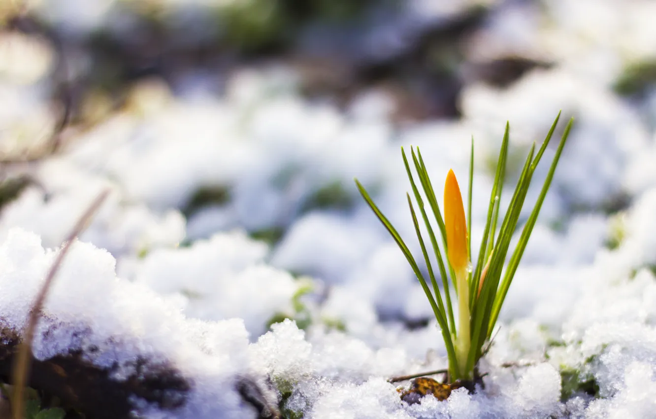 Фото обои снег, природа, весна, flower, nature, snow, spring, цветочек