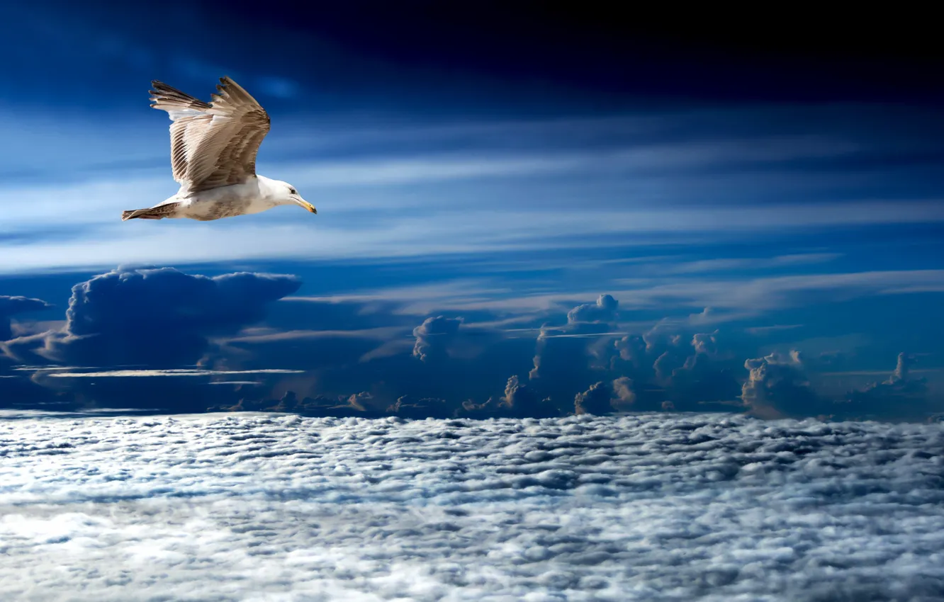 Фото обои море, небо, природа, птица