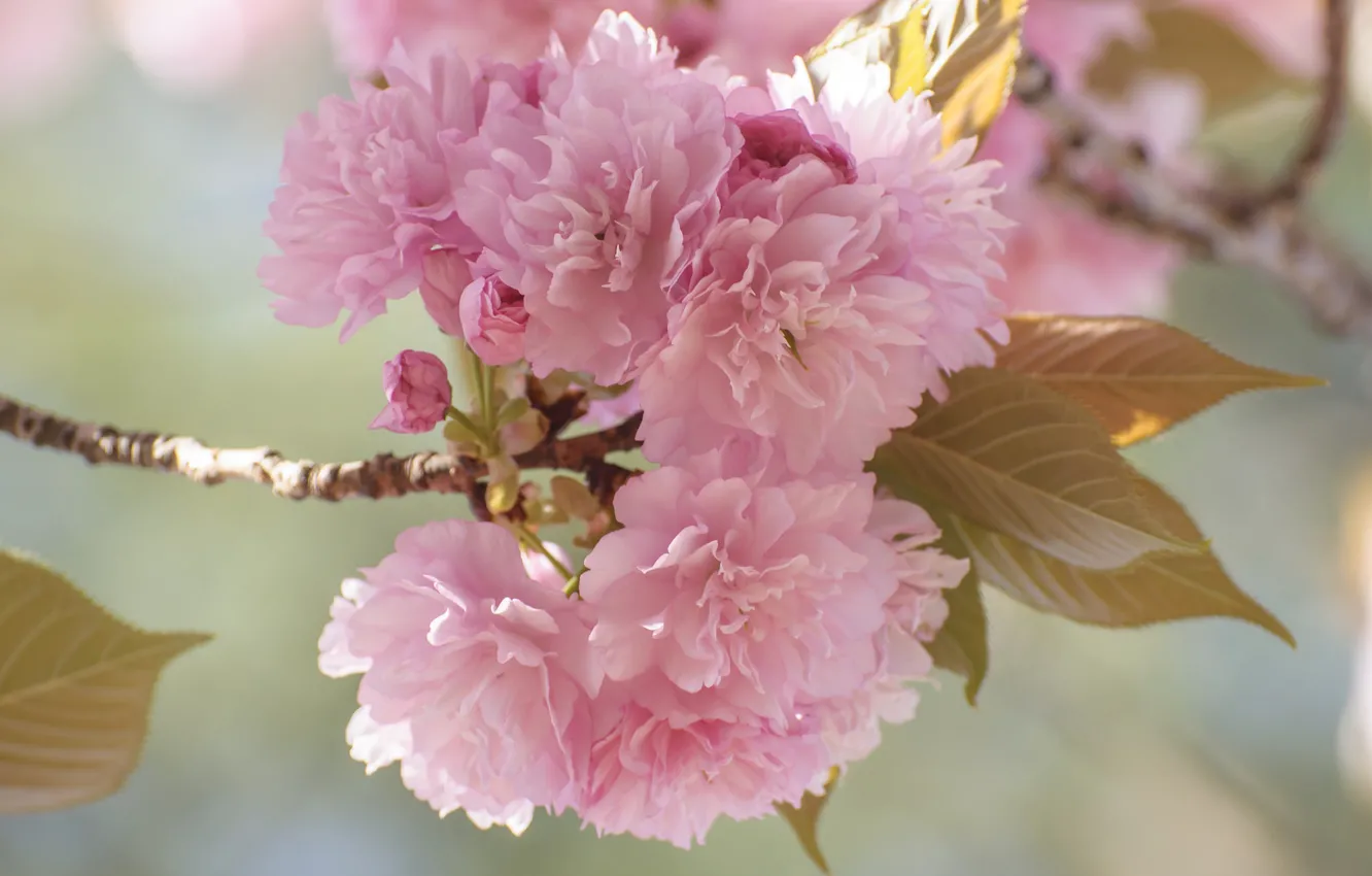 Фото обои цветы, ветка, весна, сад, сакура