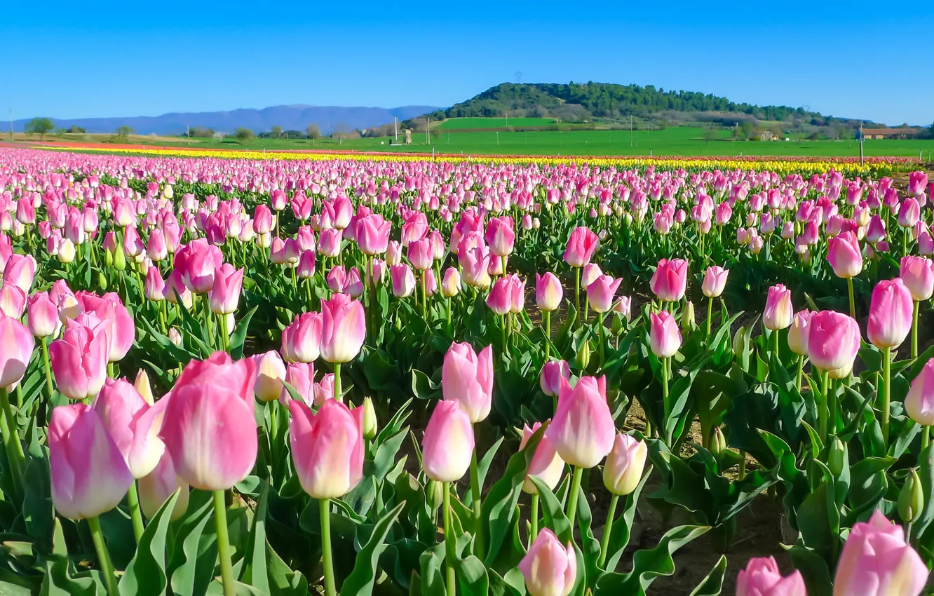 Фото обои цветы, тюльпаны, розовые, плантация, тюльпановое поле