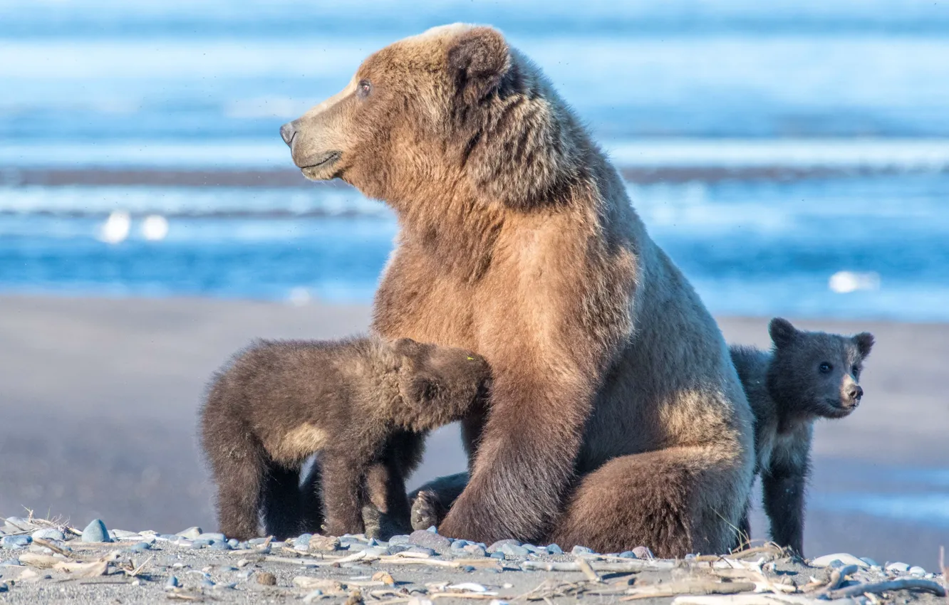 Фото обои животные, природа, озеро, хищники, медведи, Аляска, медвежата, медведица