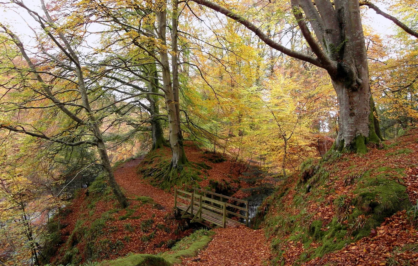 Фото обои осень, лес, деревья, мост