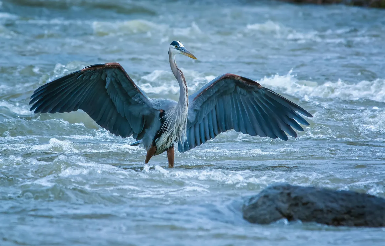 Фото обои река, птица, камень, крылья, поток