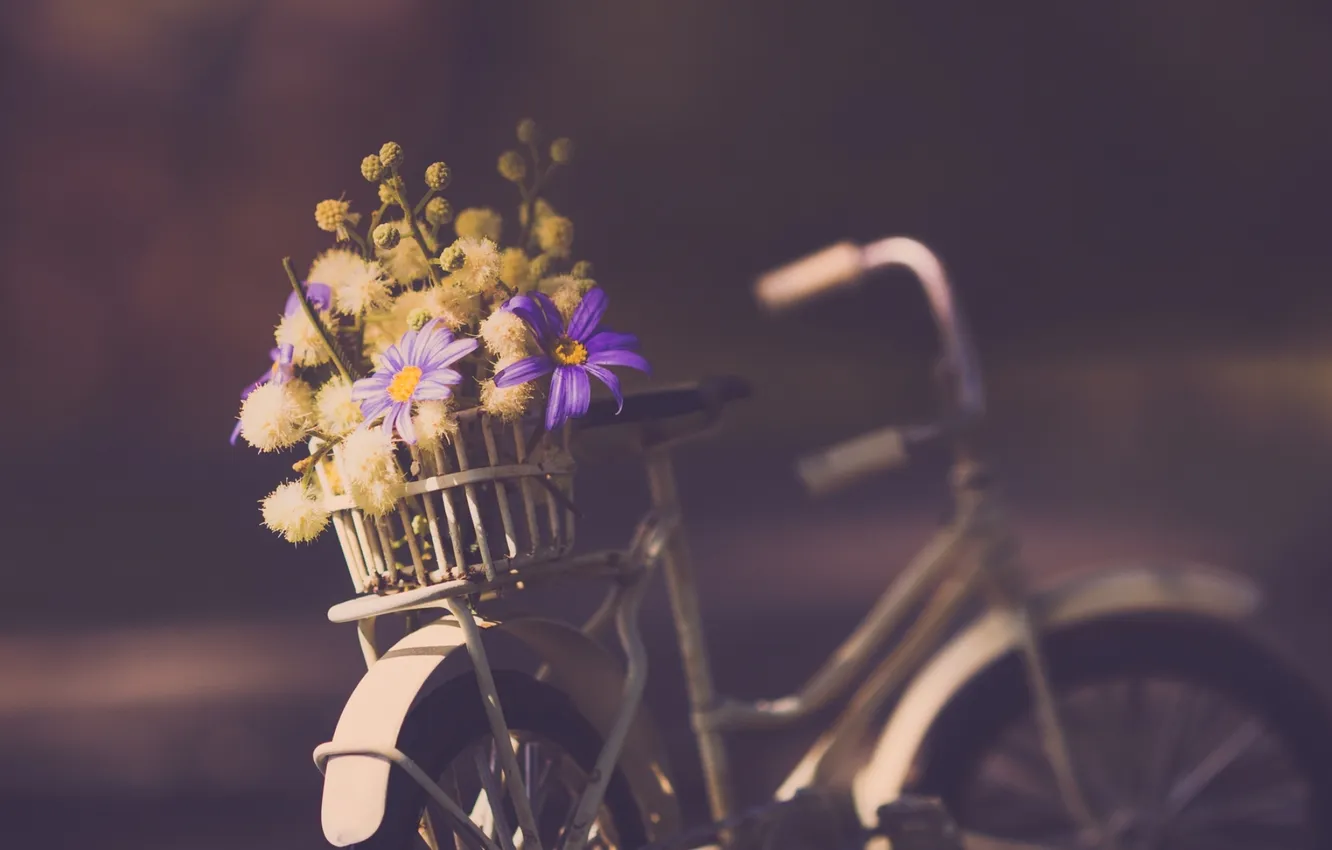 Фото обои цветы, велосипед, фон