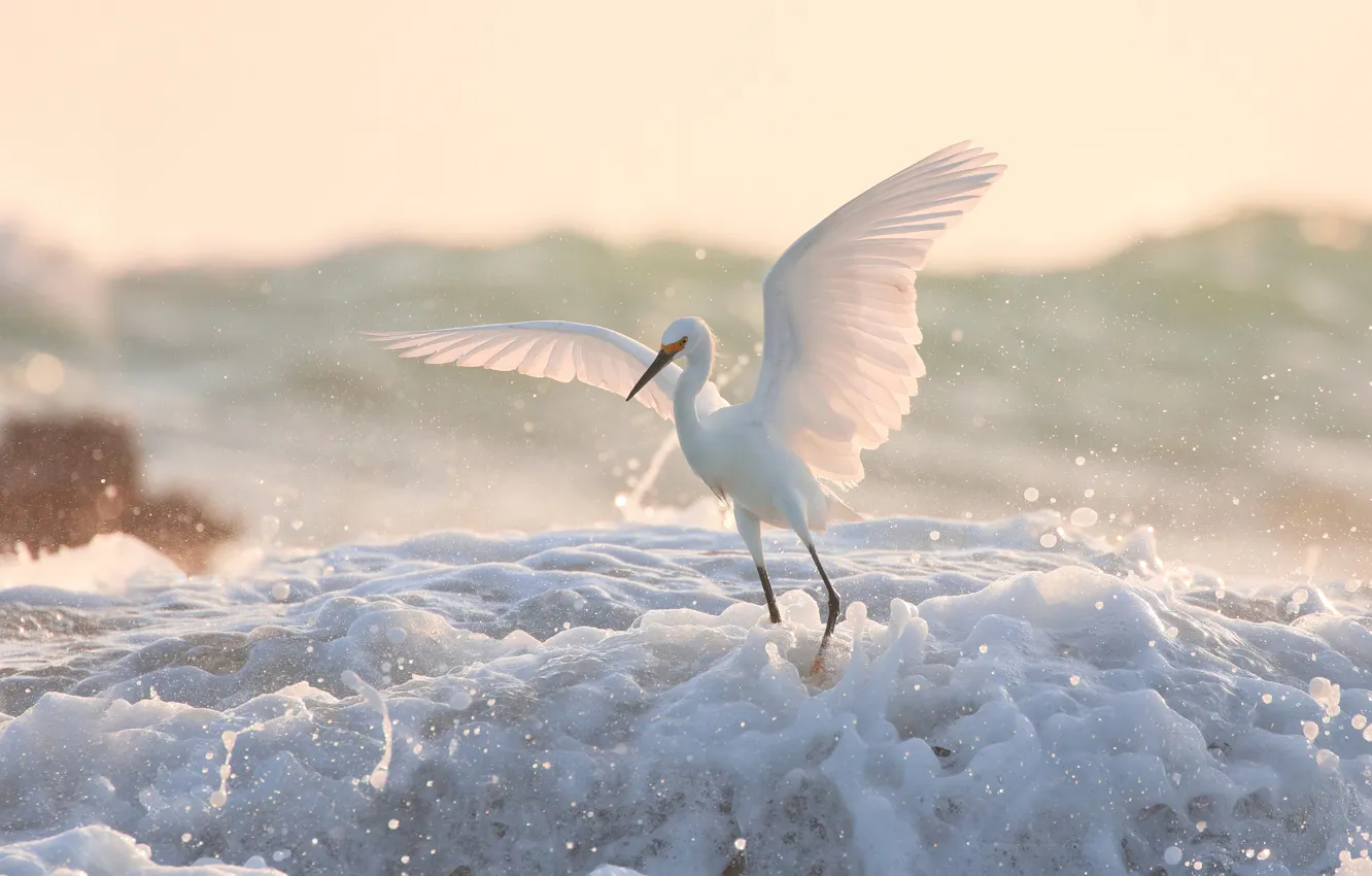 Фото обои пена, вода, птица, крылья, Белая американская цапля
