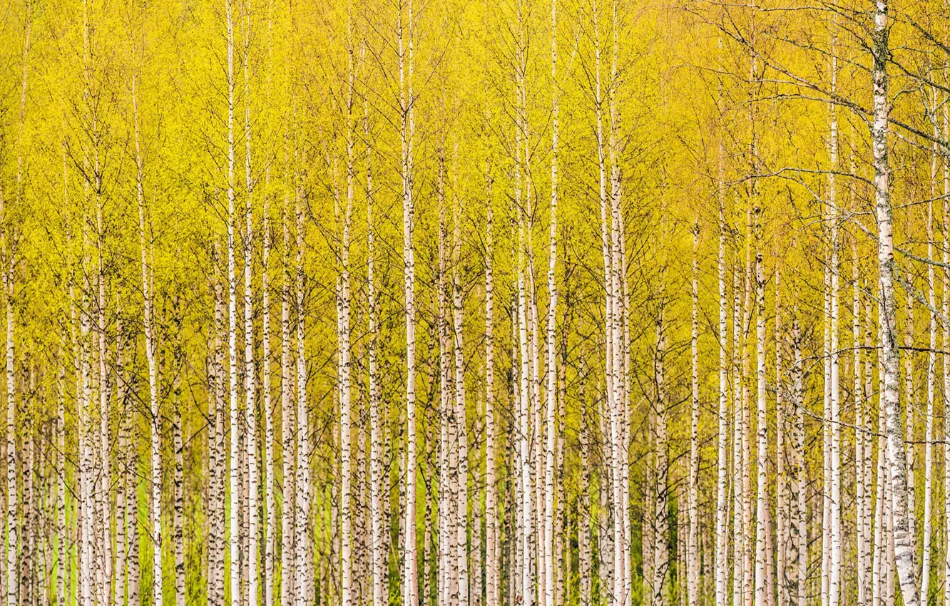 Фото обои осень, берёзы, роща