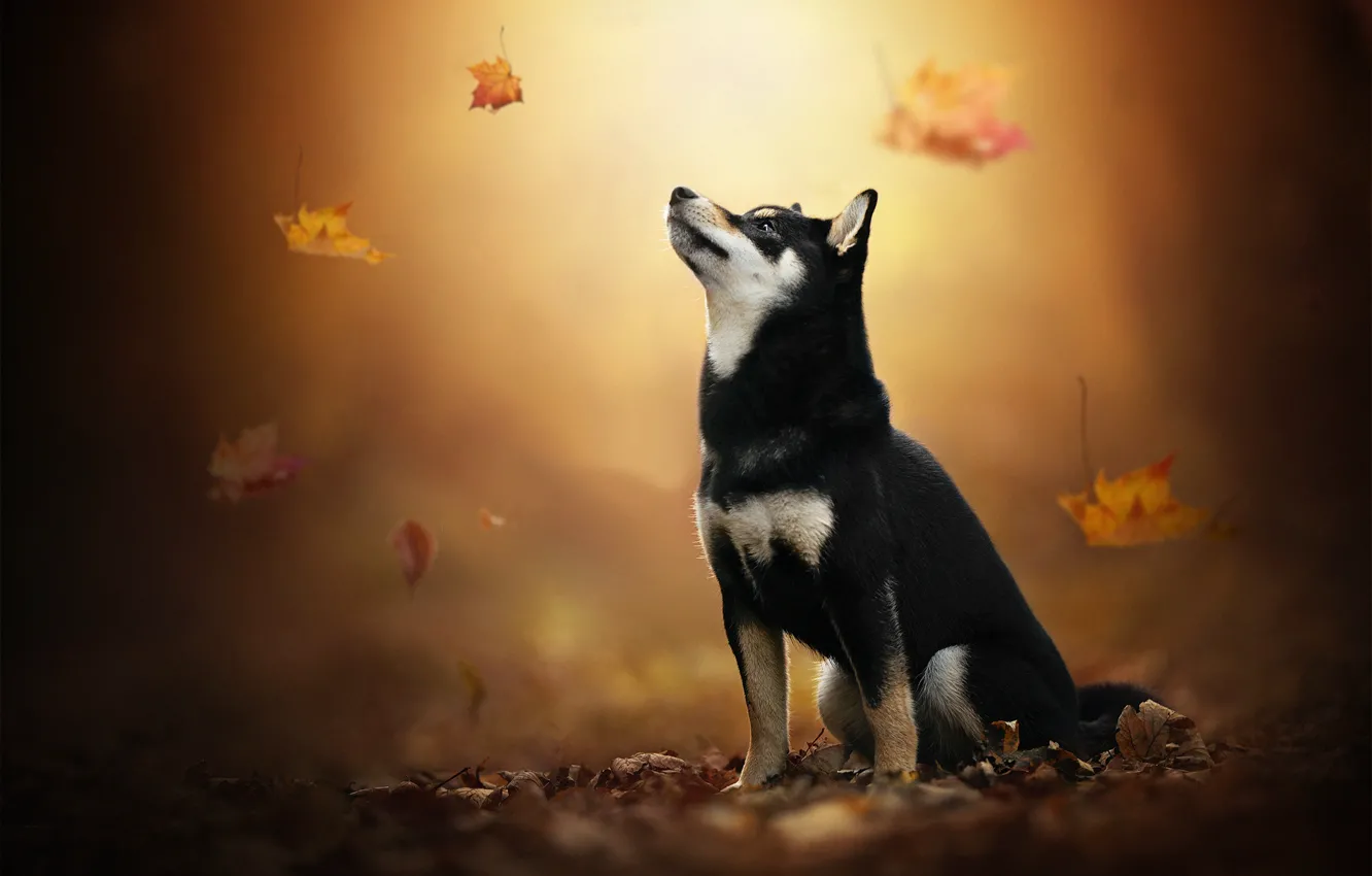 Фото обои осень, листья, собака, Хаски