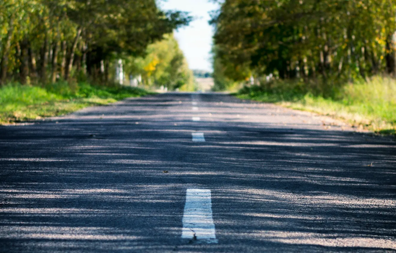 Фото обои дорога, лес, лето