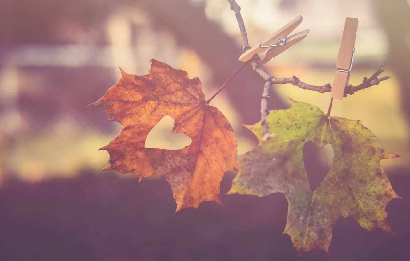 Фото обои осень, листья, прищепки