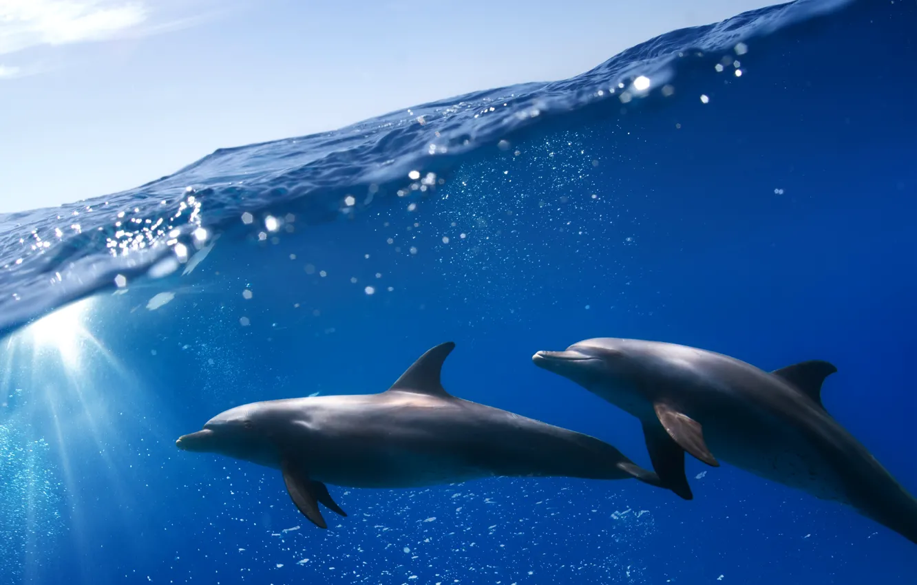 Фото обои море, небо, солнце, дельфины, под водой