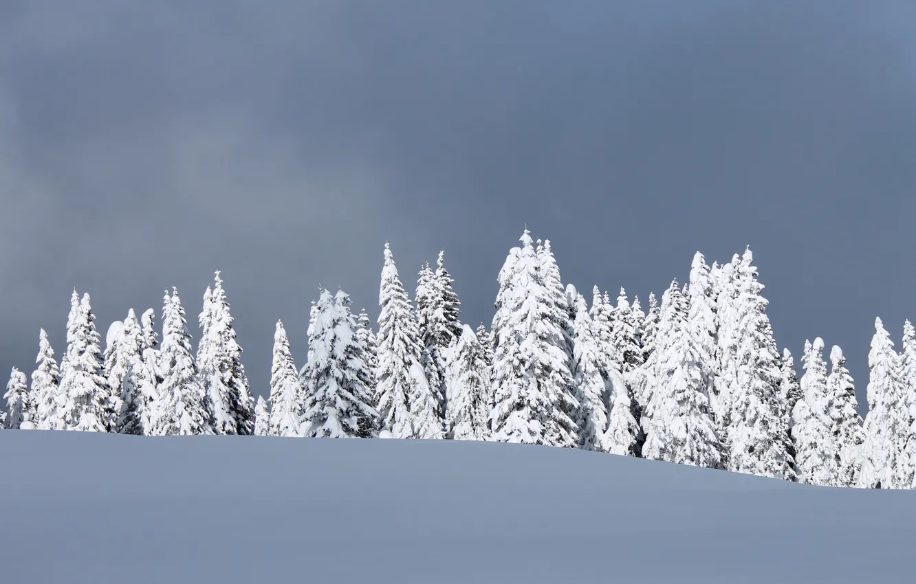 Фото обои зима, лес, небо, снег, деревья, ель