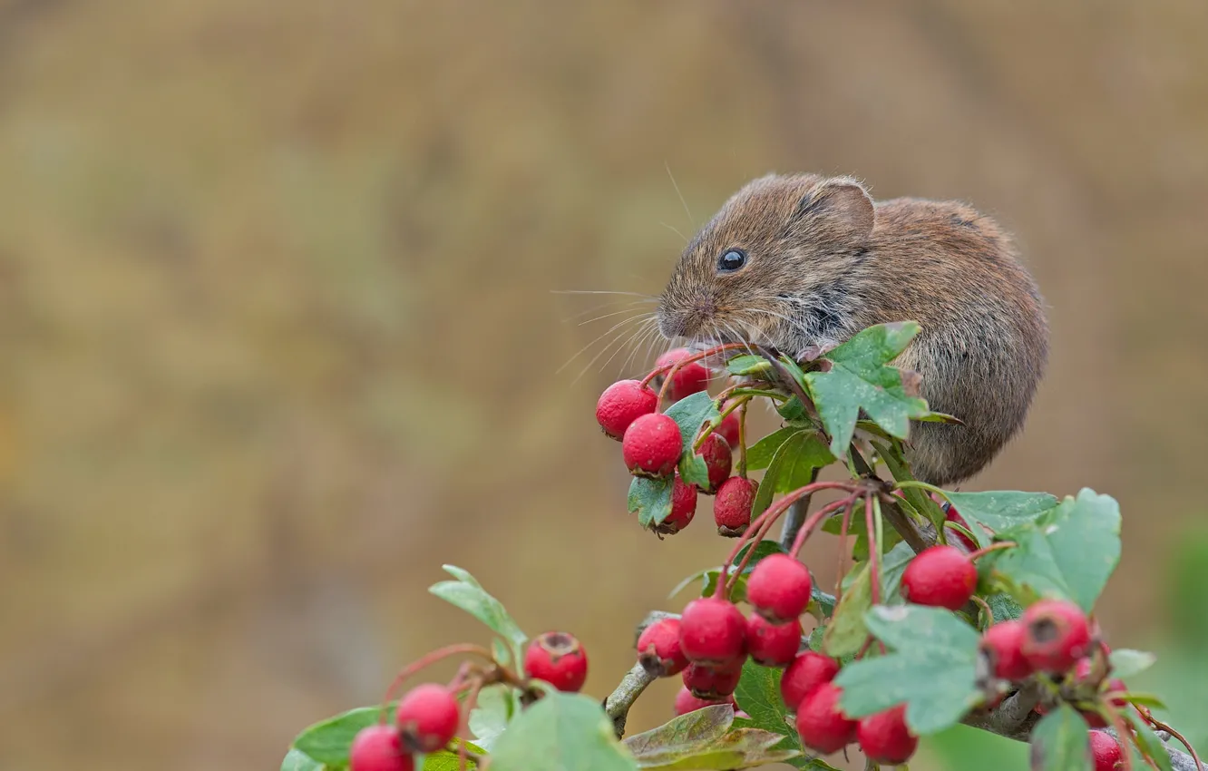 Фото обои макро, ягоды, ветка, мышь, грызун, боярышник, рыжая полёвка
