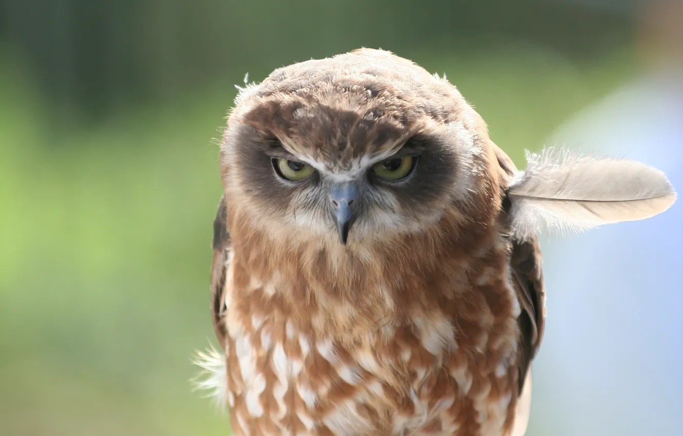 Фото обои перо, птица, Сова, owl, angry