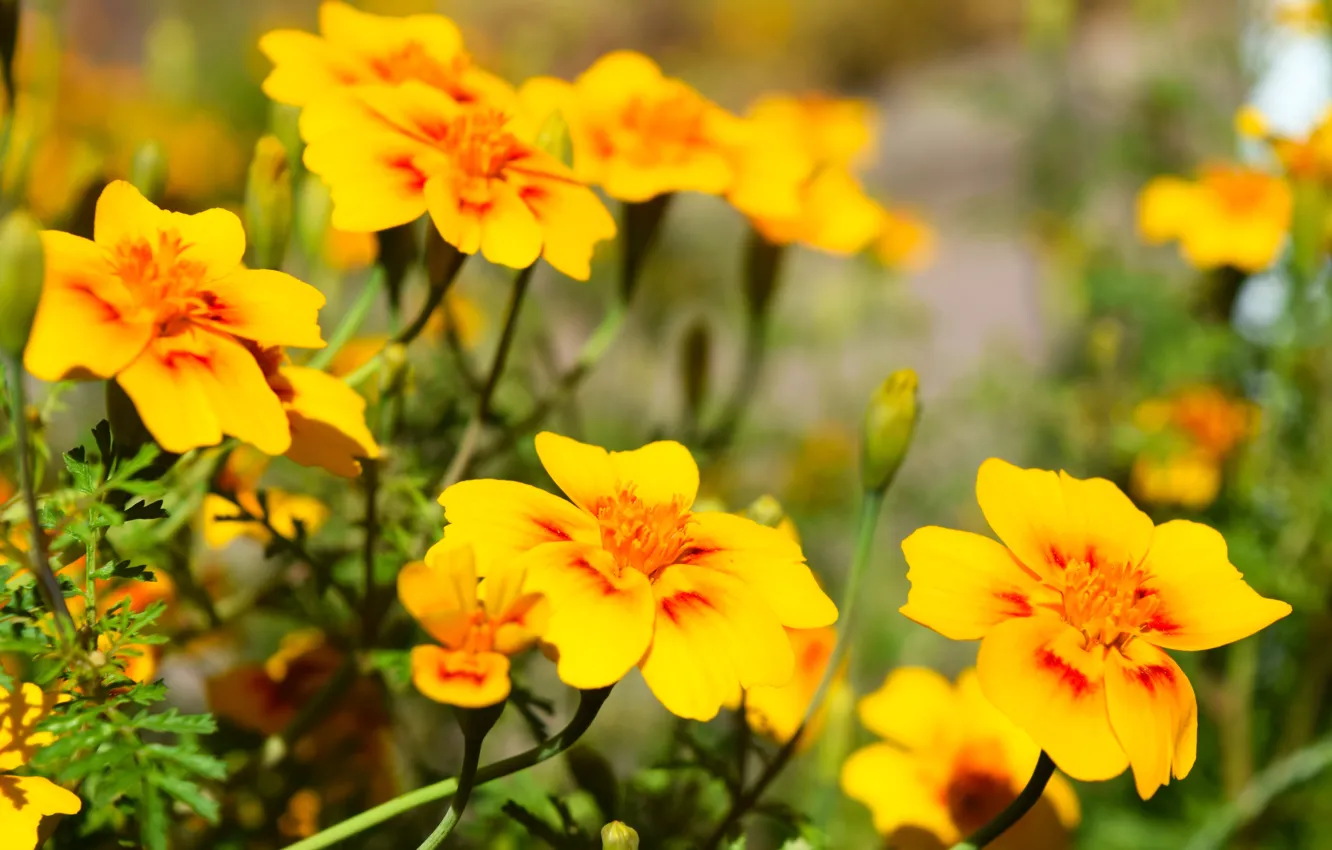 Фото обои осень, цветы, желтые, бархатцы, широкоформантый