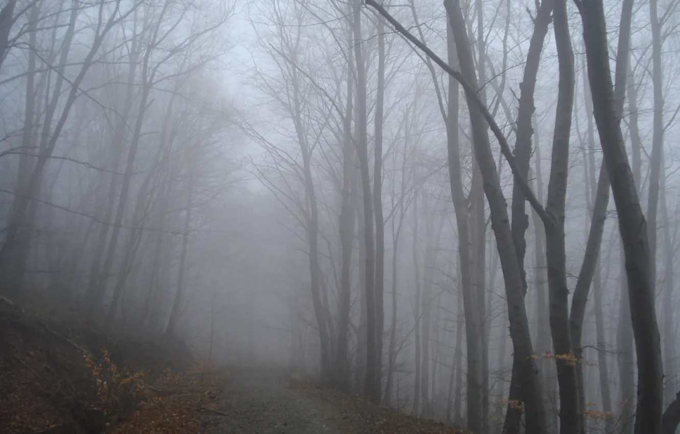 Фото обои осень, лес, туман, дорожка, forest, Autumn, fog, path
