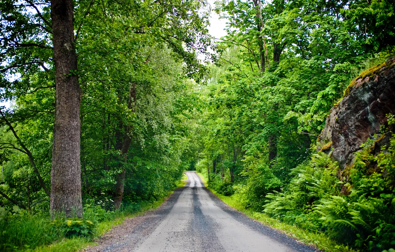Фото обои дорога, лес, лето, листья, деревья, камни, финляндия, дорога в лесу