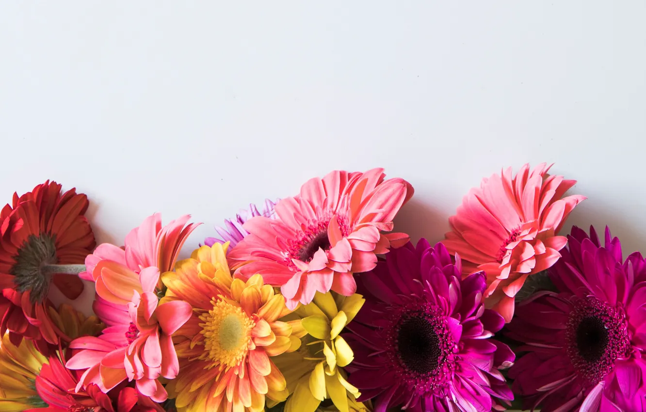 Фото обои цветы, colorful, герберы, pink, flowers, spring, gerbera