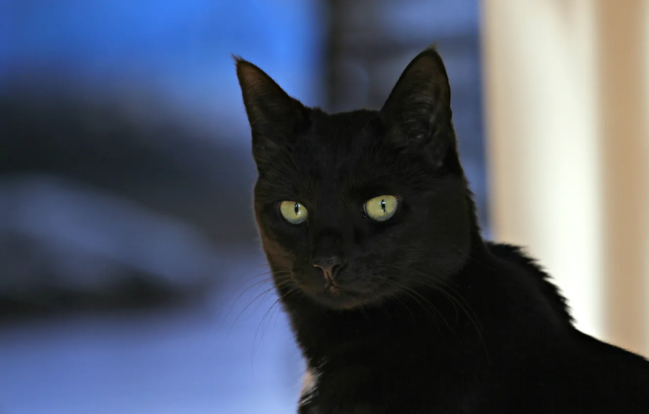 Фото обои кот, взгляд, фон, черный
