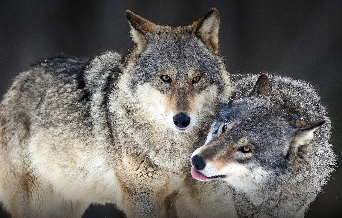 Фото обои animals, wolves, look, wildlife