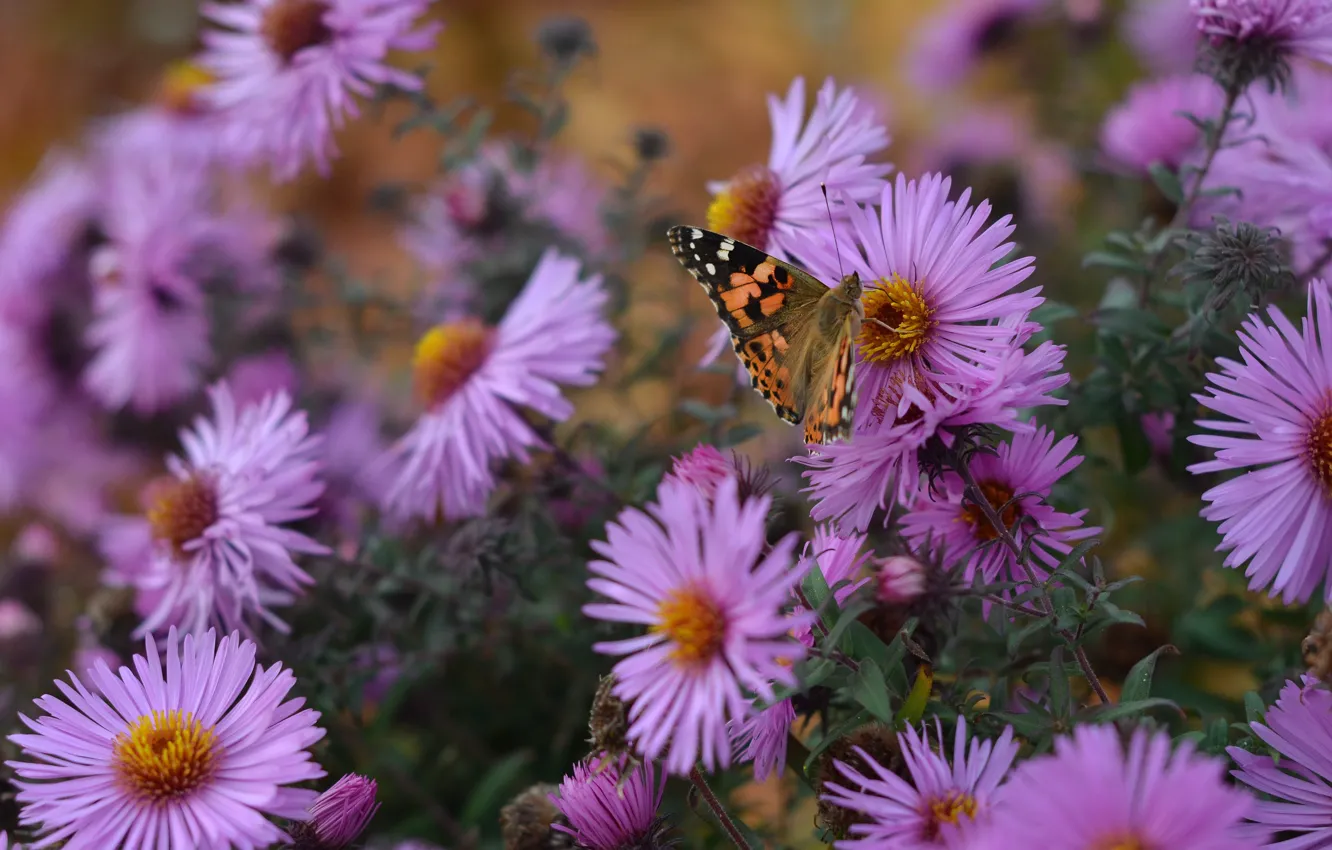 Фото обои осень, цветы, природа, бабочка, астры, сентябринки