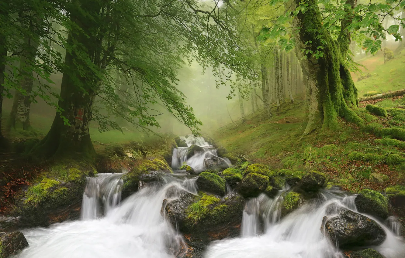 Фото обои лес, пейзаж, природа, туман, ручей, камни, водопад