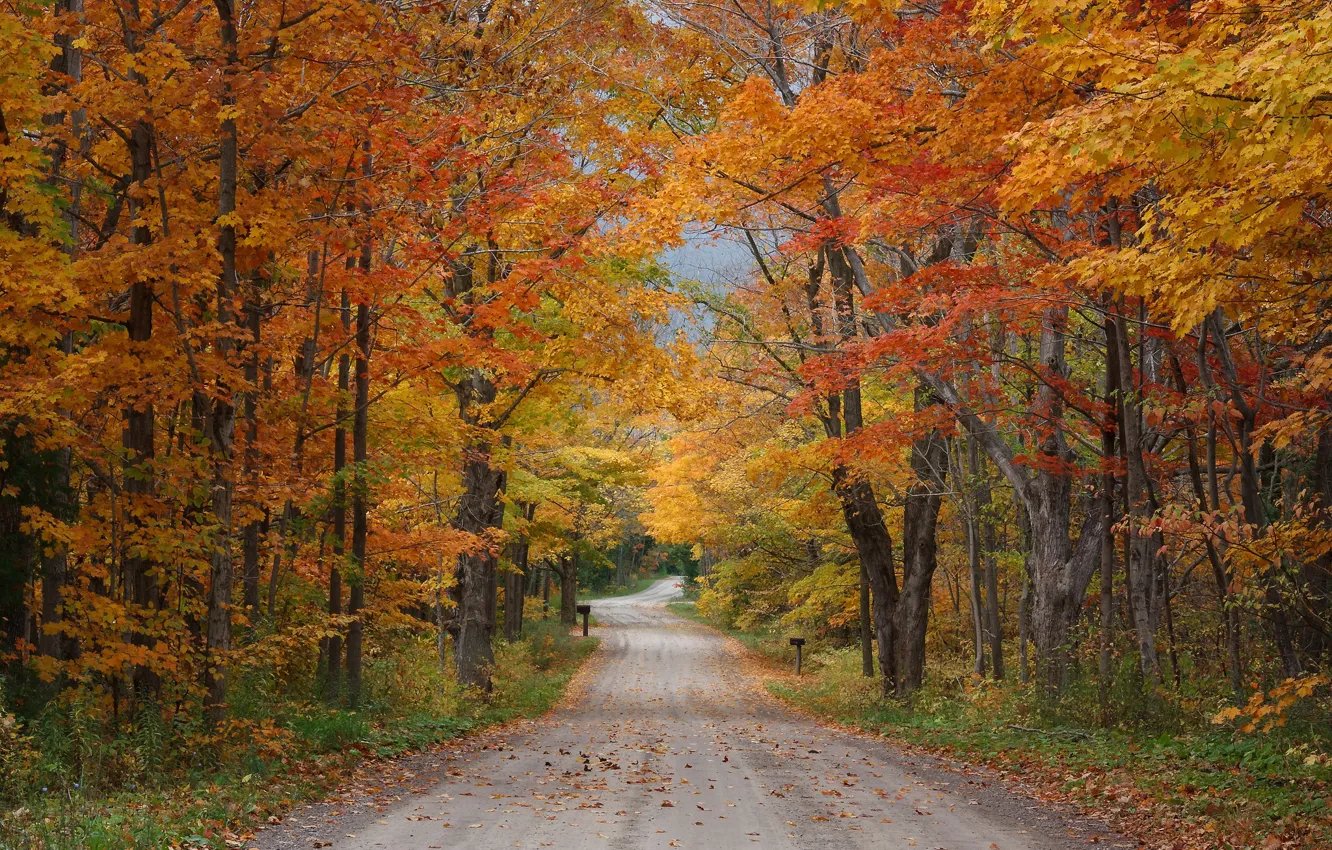 Фото обои road, trees, autumn, leaves, branches, season, countryside, fall