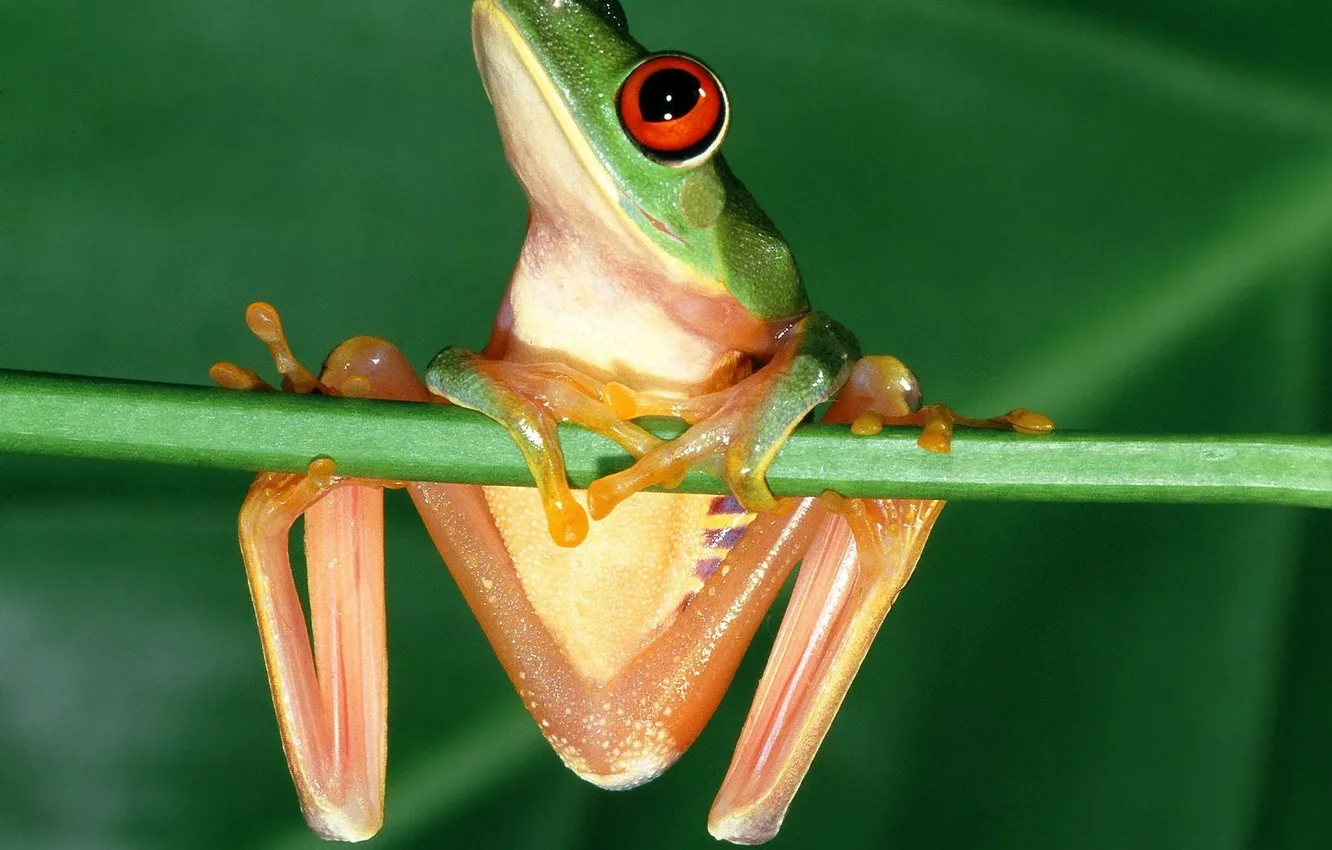 Фото обои глаза, лягушка, красные, frog