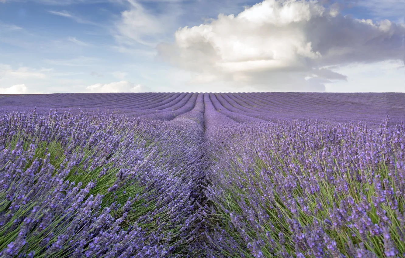 Фото обои field, lavender, countryside, farm, lavender field