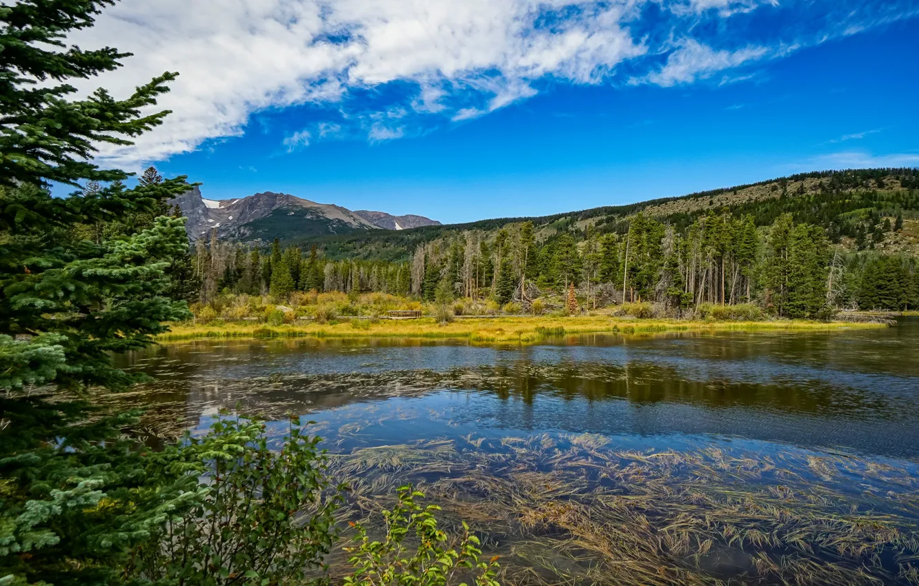 Фото обои лес, деревья, природа, водоем
