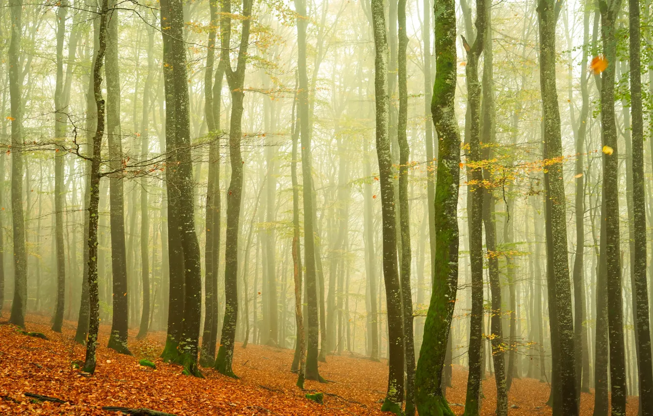 Фото обои осень, лес, деревья, стволы, осенняя листва