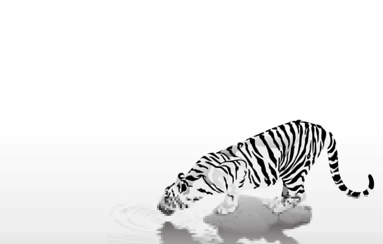 Фото обои животные, простота, полоски, тигр, black & white, черно-белый, осторожность, жажда