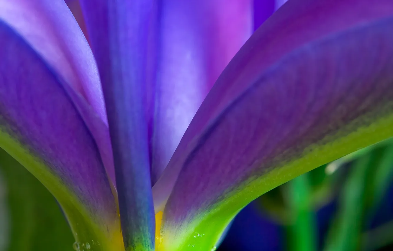 Фото обои цветок, фиолетовый, листья