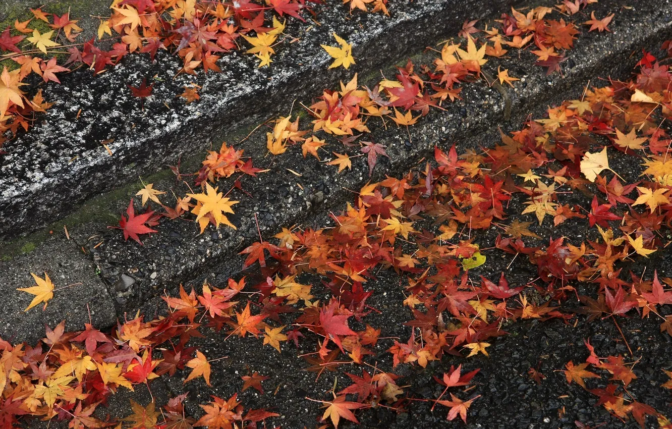 Фото обои осень, листья, камни, ступени
