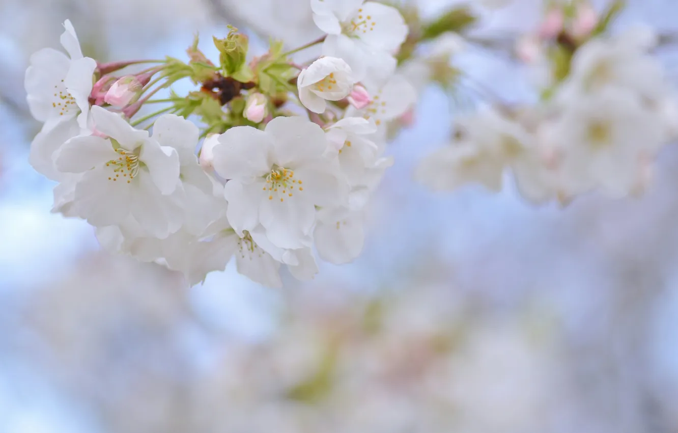 Фото обои вишня, весна, сакура