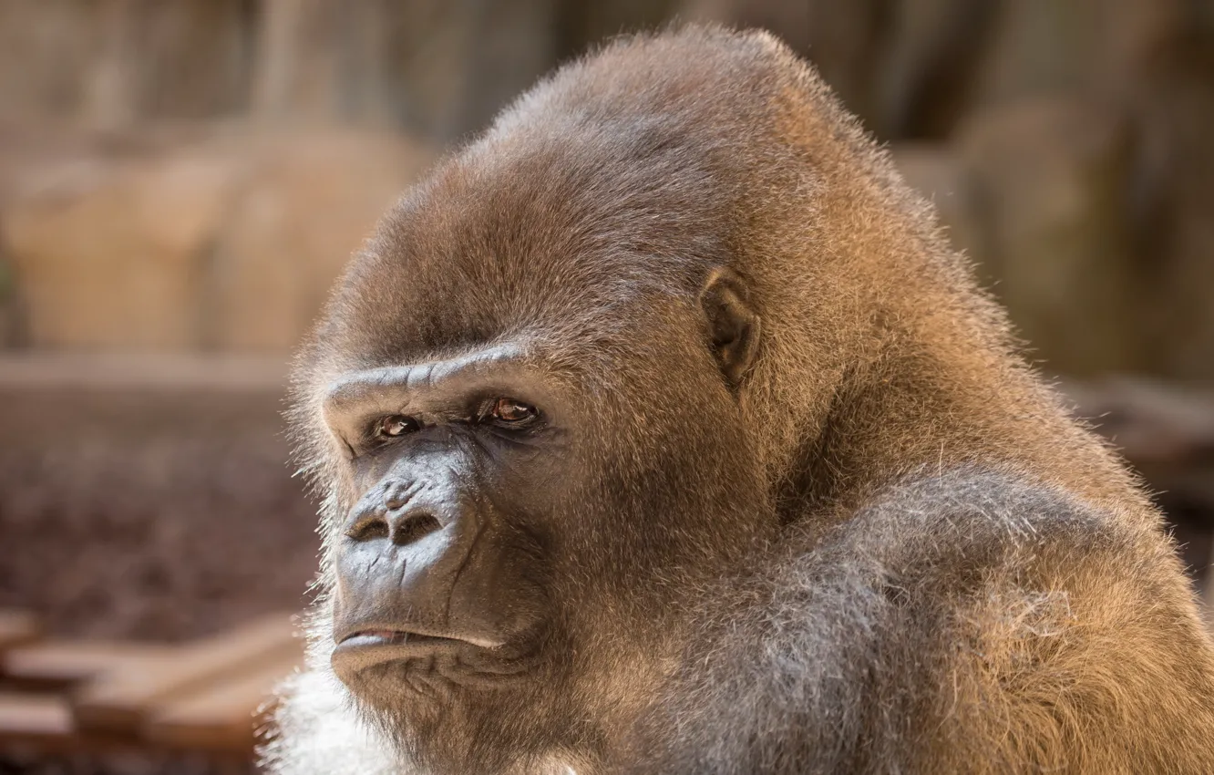 Фото обои взгляд, фон, Gorilla