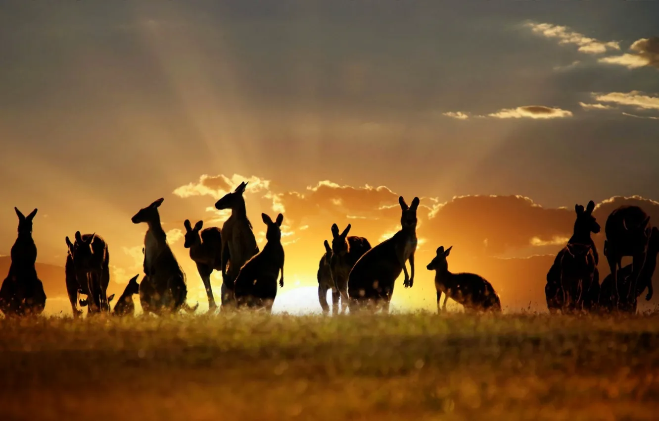 Фото обои animals, Australian, Kangaroos, Skippy