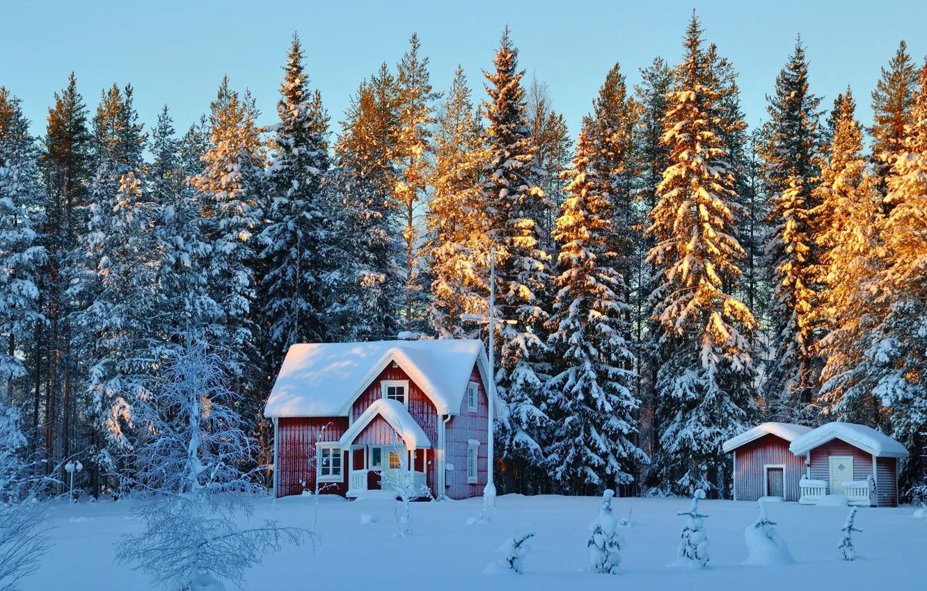 Фото обои forest, twilight, Winter, trees, landscape, nature, sunset, snow